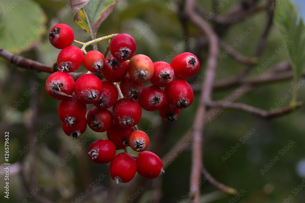 Sorbo montano (Sorbus aria) ramo con frutti rossi Sorbo montano (Sorbus aria) ramo con frutti rossi