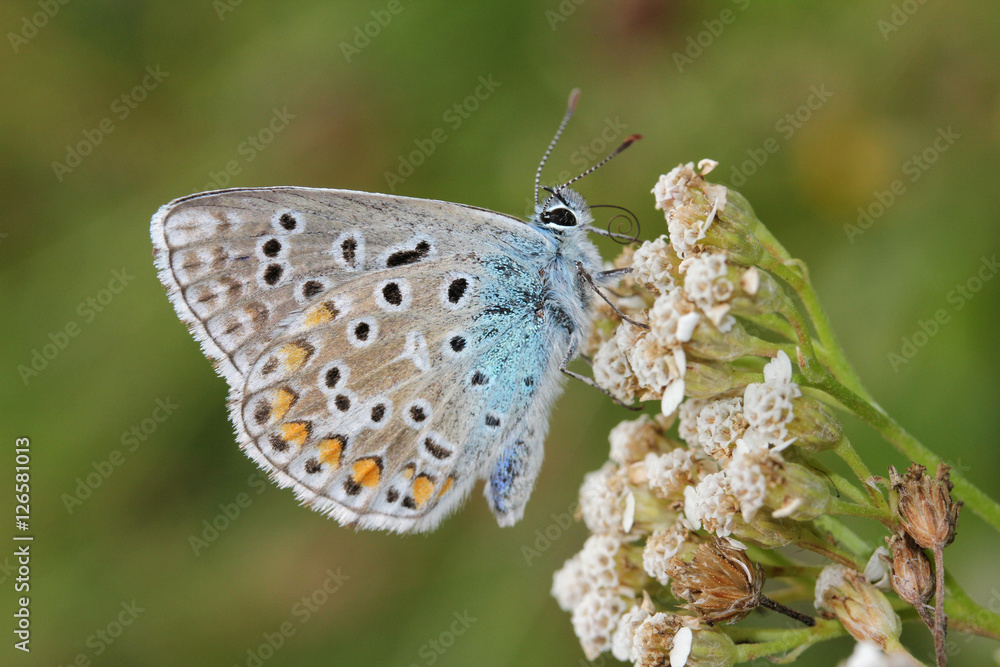 Fototapeta premium farfallina (icaro, Polyommatus icarus)