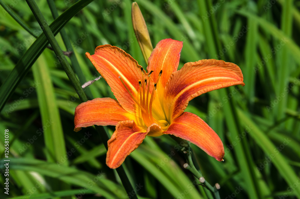 Orange lily flower Orange lily flower