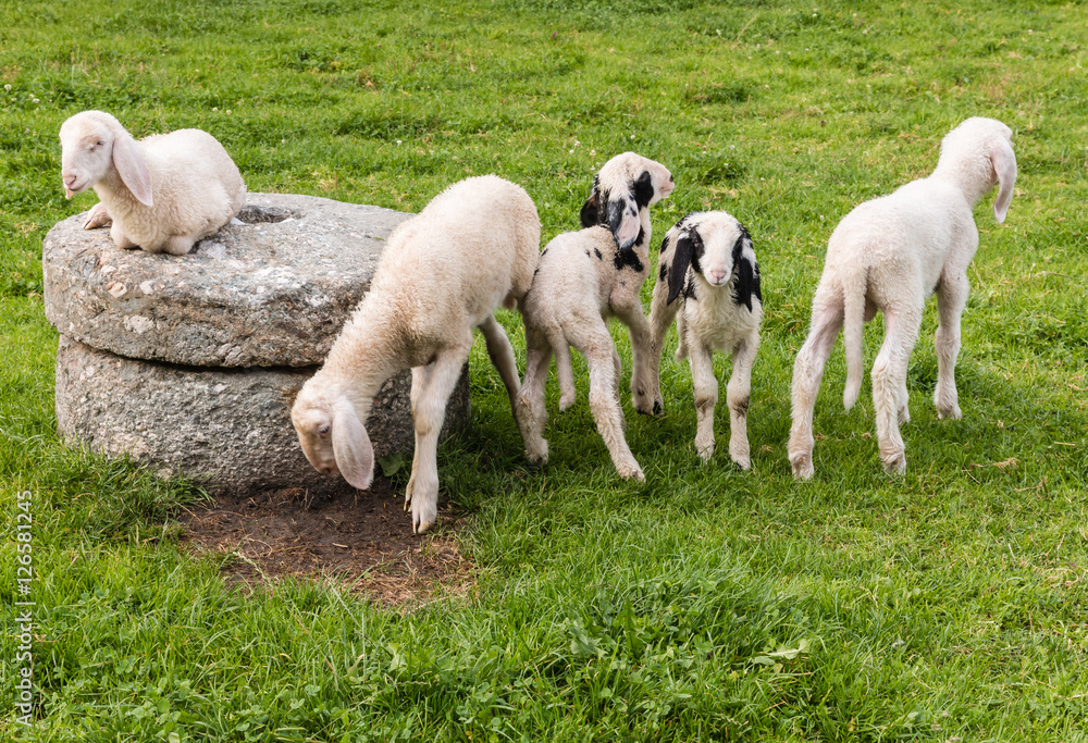 flock of lop eared alpine lambs on green meadow flock of lop eared alpine lambs on green meadow