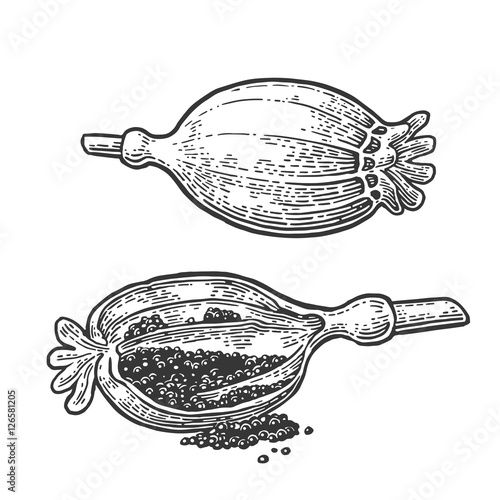 Poppy heads and seeds. Vector black vintage engraved