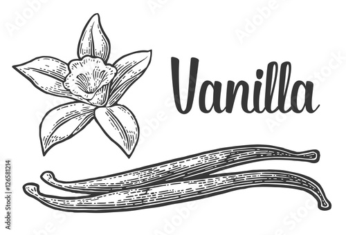 Vanilla stick and flower. Vector black vintage engraved