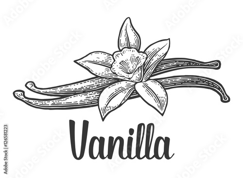 Vanilla stick and flower. Vector black vintage engraved