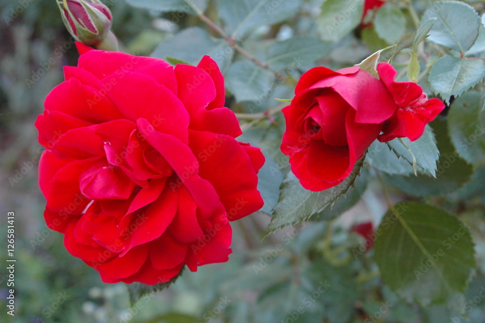 Obraz premium Róże