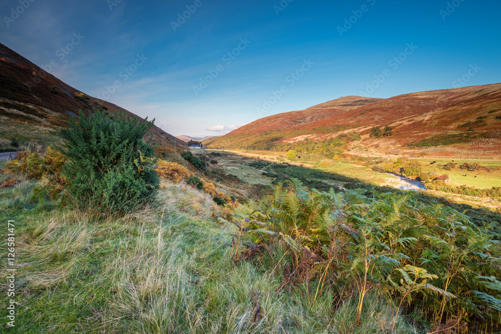 College Valley in Autumn, is one of five cutting into the Cheviot Hills, with College Burn winding its way down