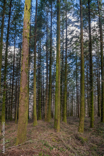 Dense pine tree woods © Mauro Rodrigues