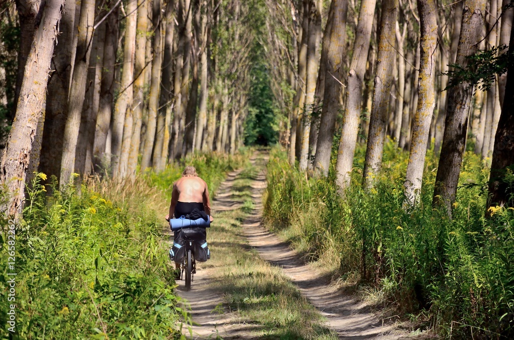 Obraz premium Man on the bicycle and bag passing through alley of trees in forest during summer trip