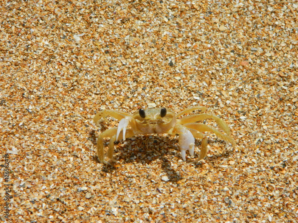 Crab pose