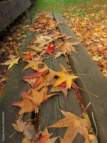 Foglie d'autunno ovunque photo