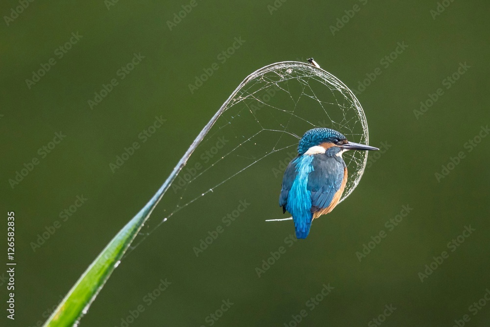 Obraz premium eisvogel