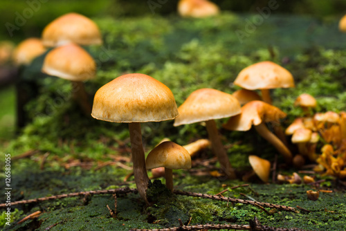 Small Mushrooms © darknightsky