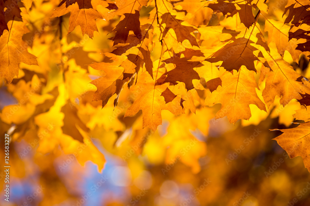 Fototapeta premium leaves in autumn season