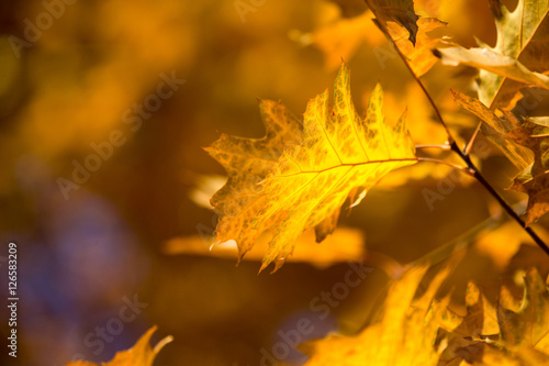 leaves in autumn season