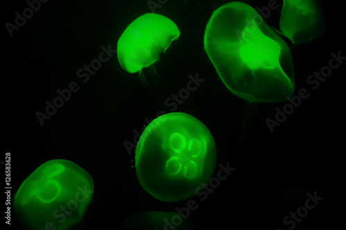 Green Glowing Jellyfish