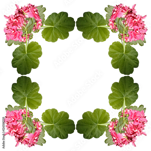 Fototapeta Naklejka Na Ścianę i Meble -  Beautiful floral pattern of pink pelargoniums 