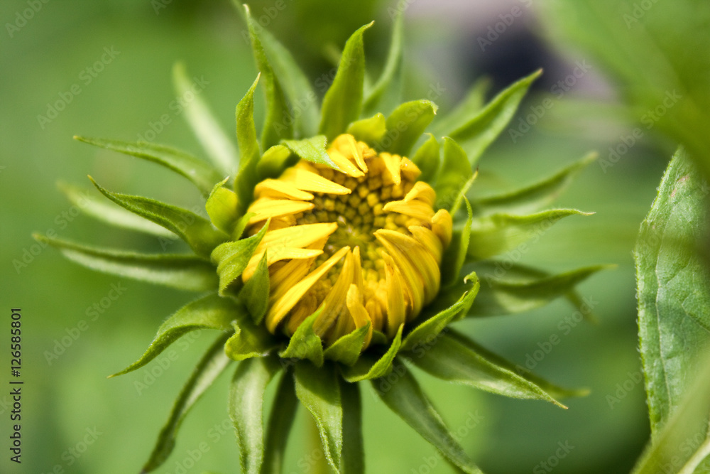 Opening Flower