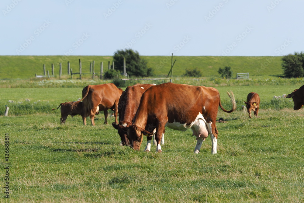 Cattle