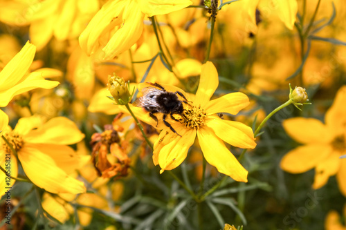 Bumblebee on a Flower © Stefan