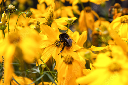 Bumblebee on a Flower