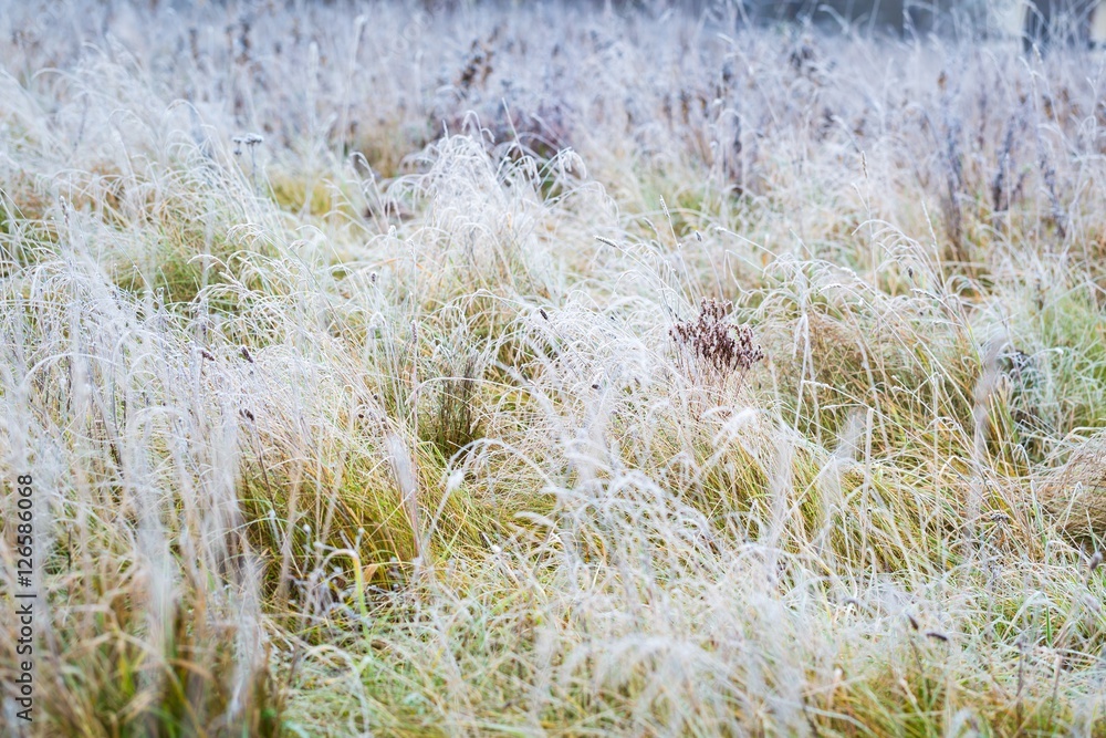 Hoarfrost on plant Hoarfrost on plant