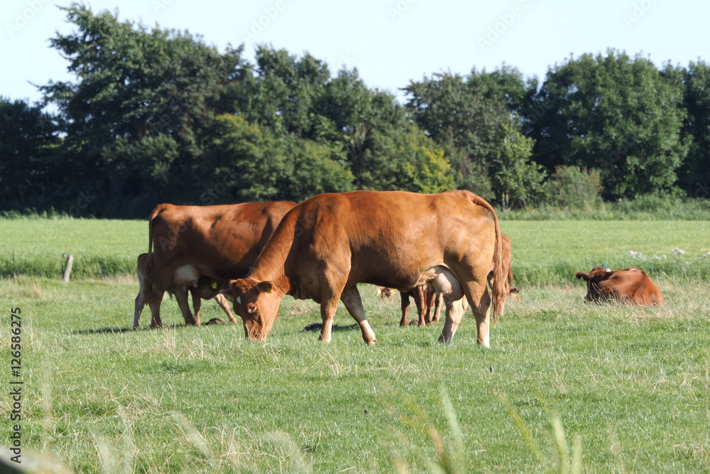 Cattle Herd Cattle Herd