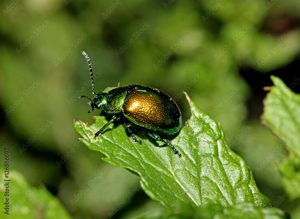 piccolo crisomelide metallizzato (Chrysolina) piccolo crisomelide metallizzato (Chrysolina)