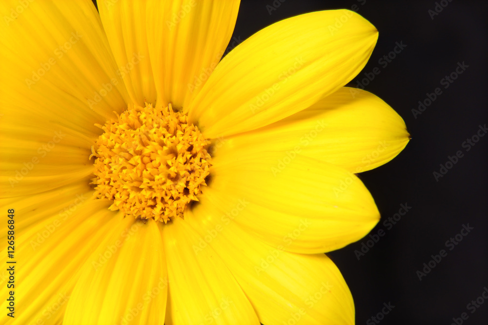 Yellow Daisy Yellow Daisy