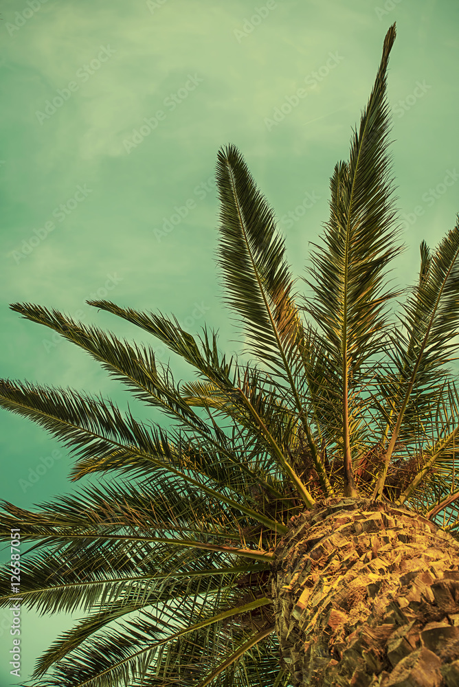 Fototapeta premium Palm trees