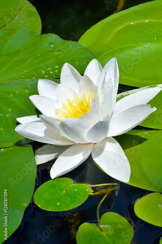 Fototapeta Naklejka Na Ścianę i Meble -  White Lily in the pond.