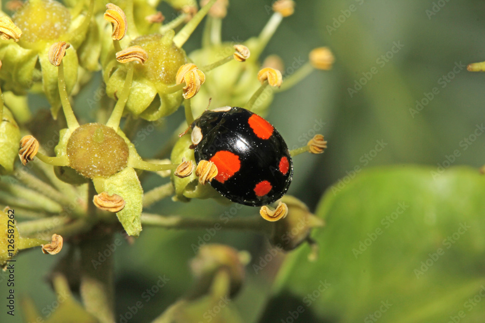 Fototapeta premium coccinella nera e rossa (Harmonia axyridis)