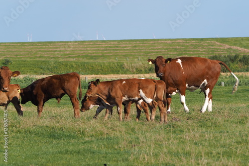 Cattle © GM Photography