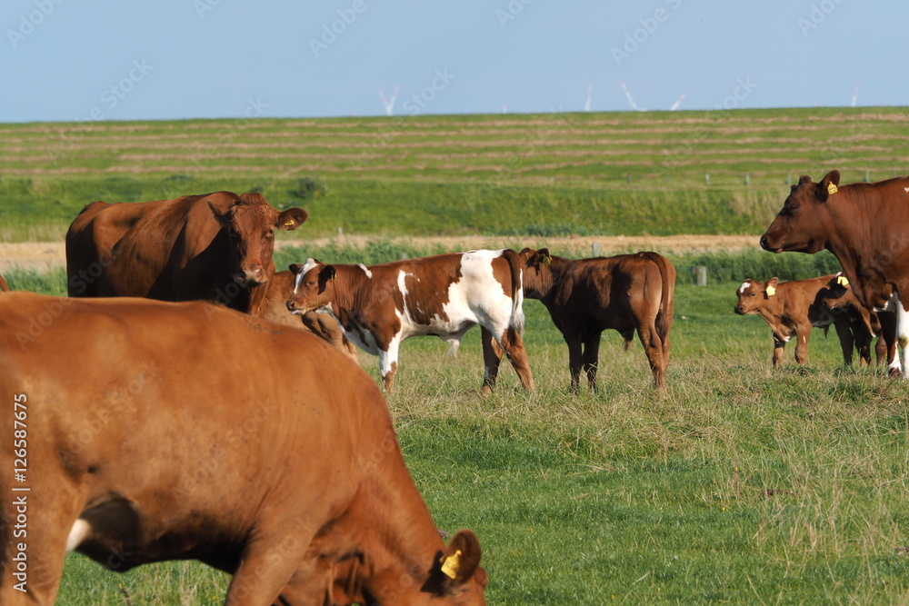Cow Cow