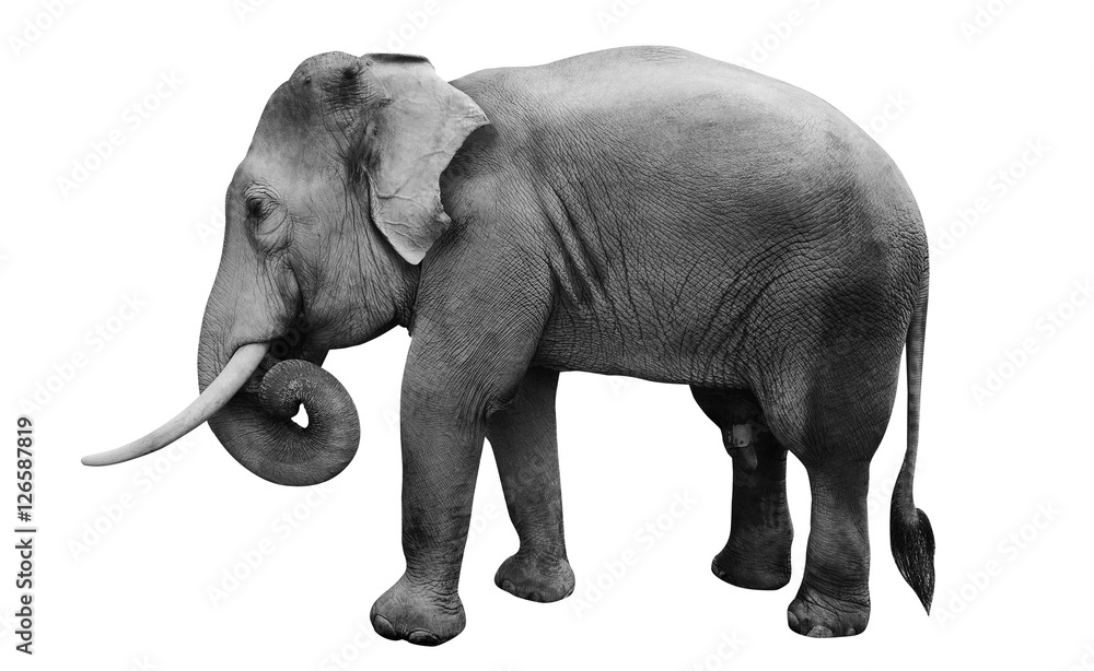 Obraz premium isolated male asian elephant, include path