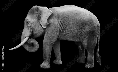 isolated male asian elephant, include path