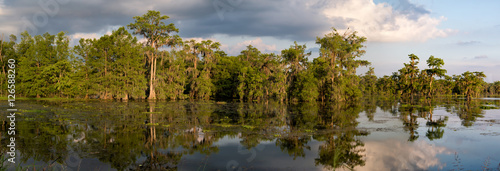 Fotografie Louisiana Swamp Panoama