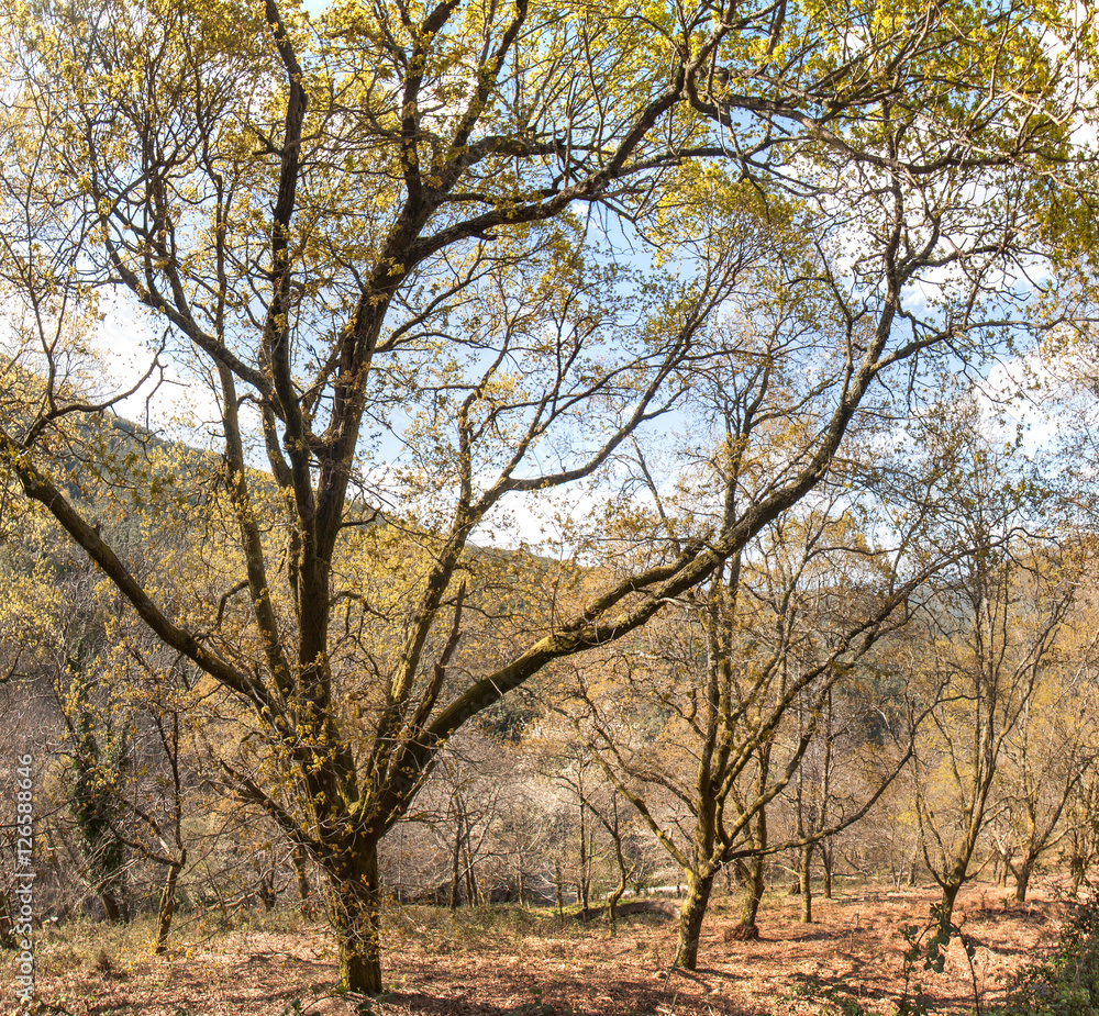 oak trees oak trees