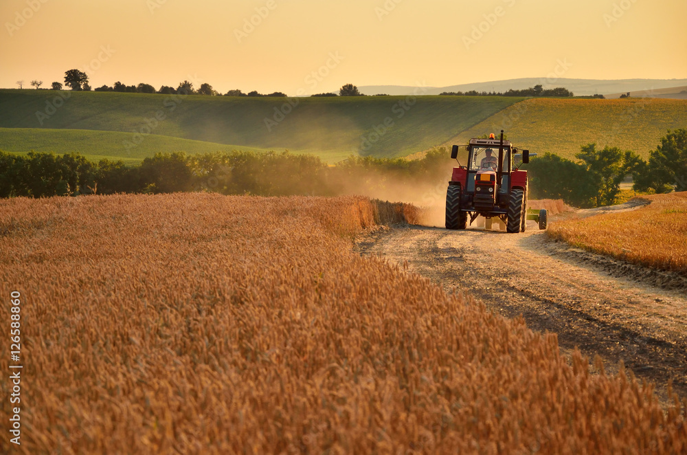Obraz premium Tractor is going trough agriculture field full of gold wheat