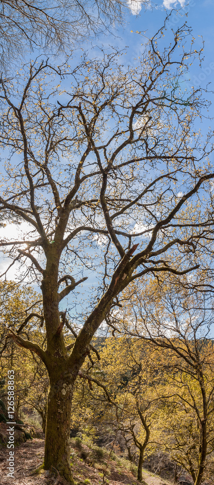 Obraz premium oak trees