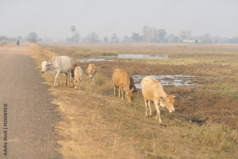 Cows grazing in green meadow. Summer landscape, retro color. Cows grazing in green meadow. Summer landscape, retro color.