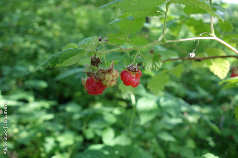 Raspberry bush Raspberry bush