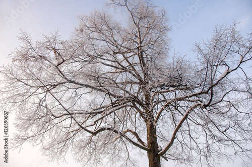Wallpaper Mural Snow-covered tree in front of a bright blue sky Torontodigital.ca