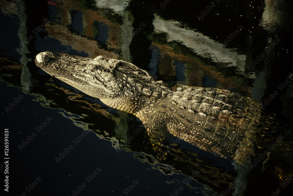 Obraz premium Alligator floating on water 