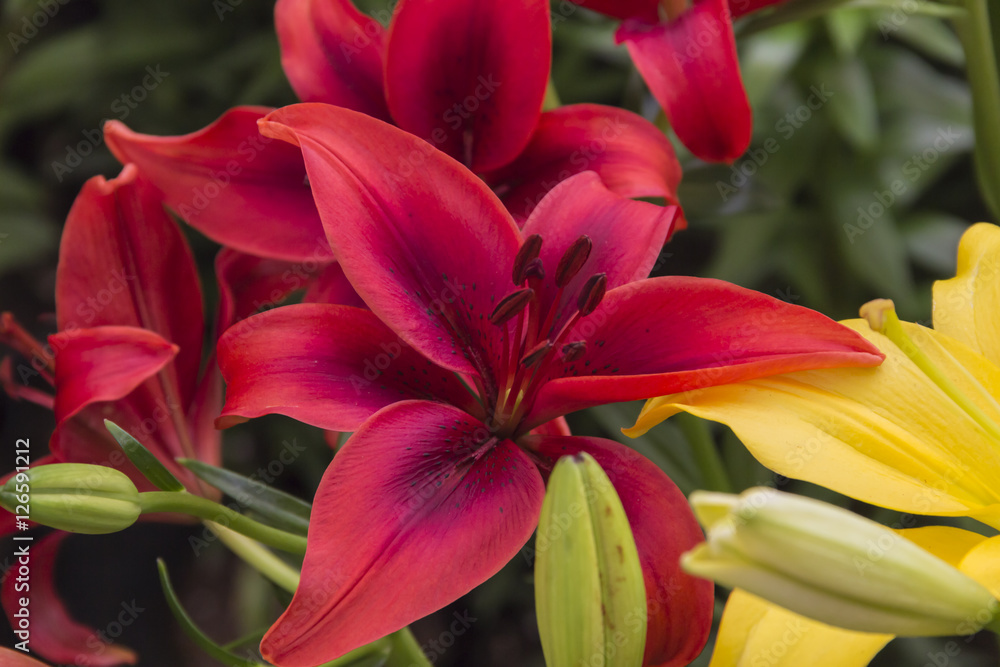 Lily flower - Lilies - Lilium. Plants growing from bulbs. Large prominent flowers.