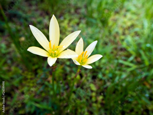 Yellow flower blooming in garden