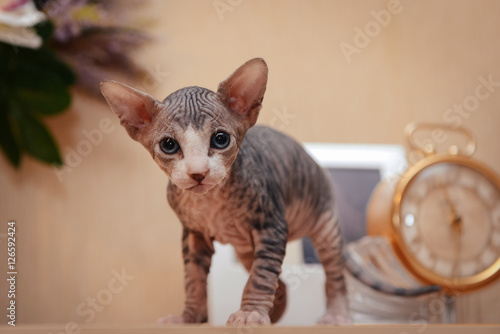 Obraz na plátně Sphynx cat on the table