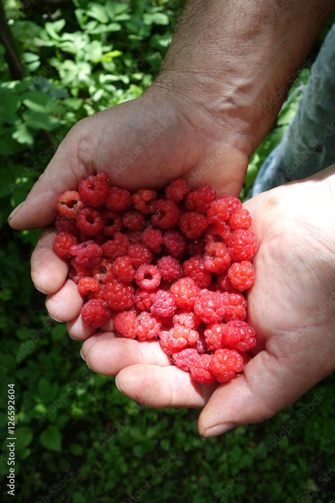 Man hands holding red raspberries. Summer bright shot Man hands holding red raspberries. Summer bright shot