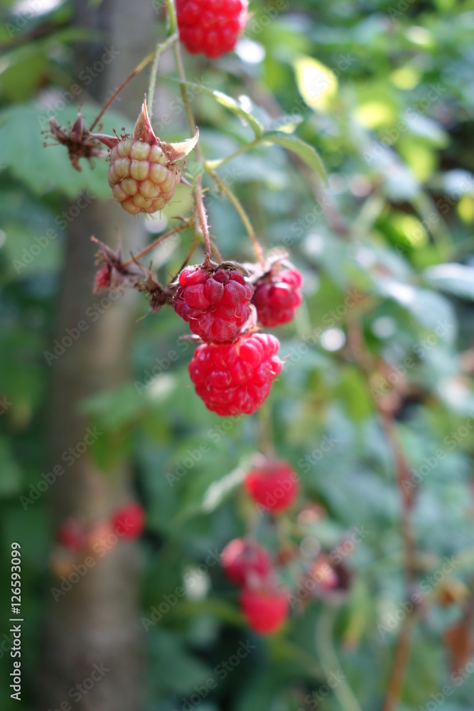 Obraz premium Raspberry bush