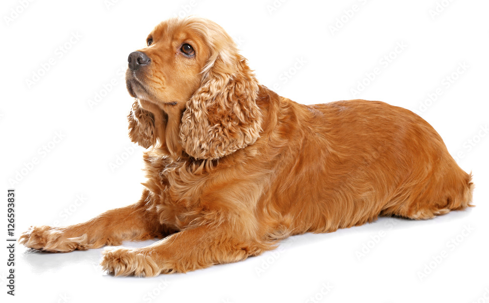 Adorable dog on white background