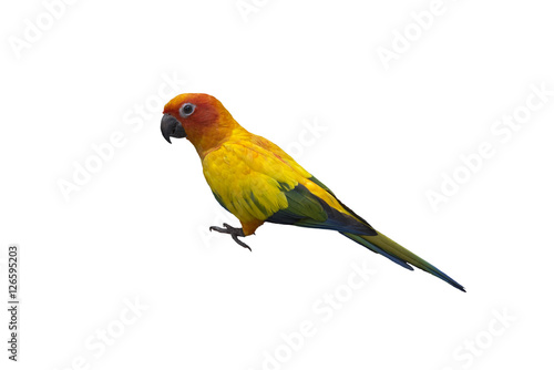 Beautiful Parrot, sun Conure , yellow parrot , small parrot isolated on white background