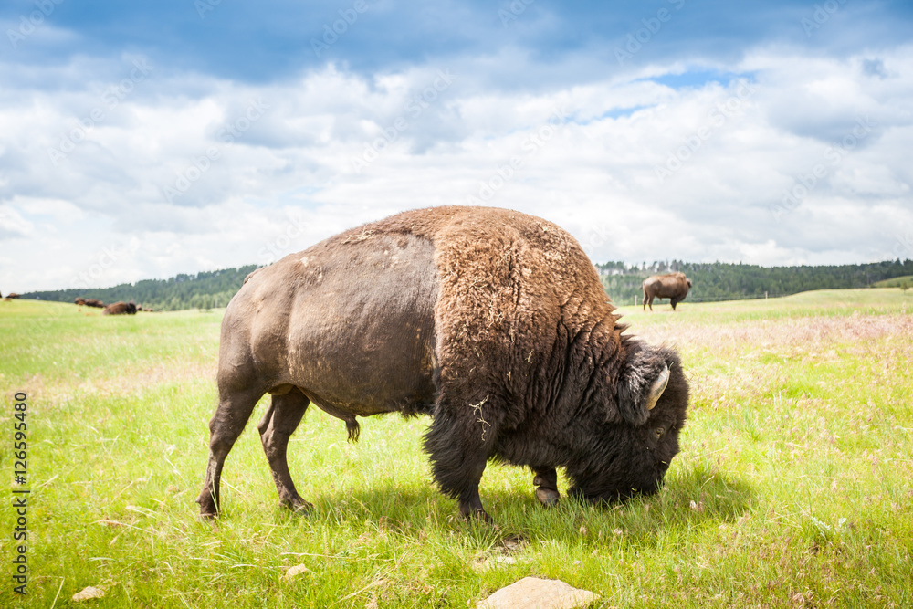 Big buffalo eating green grass